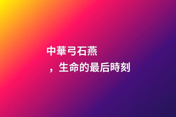 中華弓石燕，生命的最后時刻-第1張-觀點-玄機派